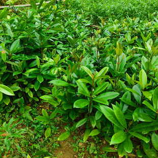 木竹子嫁接树苗 酸桐子树苗 山枇杷树苗 竹节子树苗 竹桔树苗