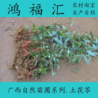 种苗新兴品种大规模种植