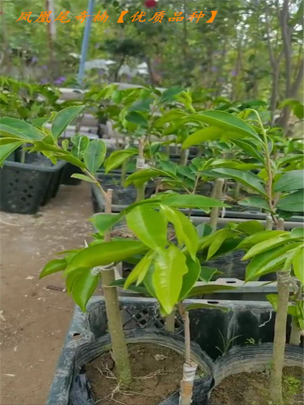 一代母树嫁接品种凤凰尾奇楠沉香树苗带原土杯带叶发货包邮