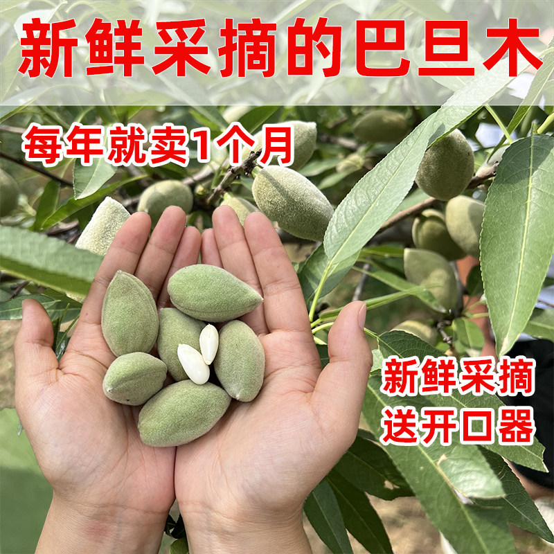 新鲜采摘青皮巴旦木大杏仁原味包邮当季新鲜2024年松鼠鲜果巴旦木