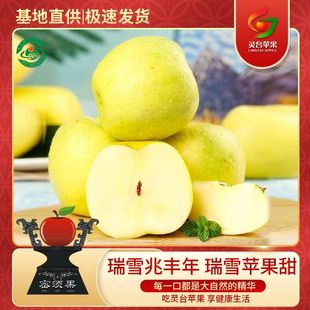 甘肃平凉灵台瑞雪苹果新鲜水果基地直供极速发货当季现摘脆甜多汁