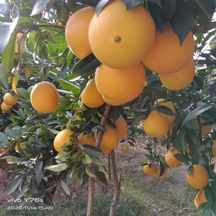 正宗江西赣南脐橙鲜橙龙南直发生态脐橙送礼佳品年底收尾脐橙特价