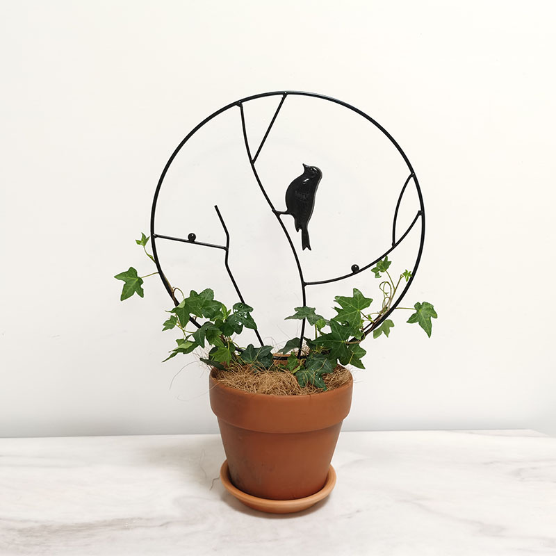 室内盆栽植物攀缘支撑植物支撑
