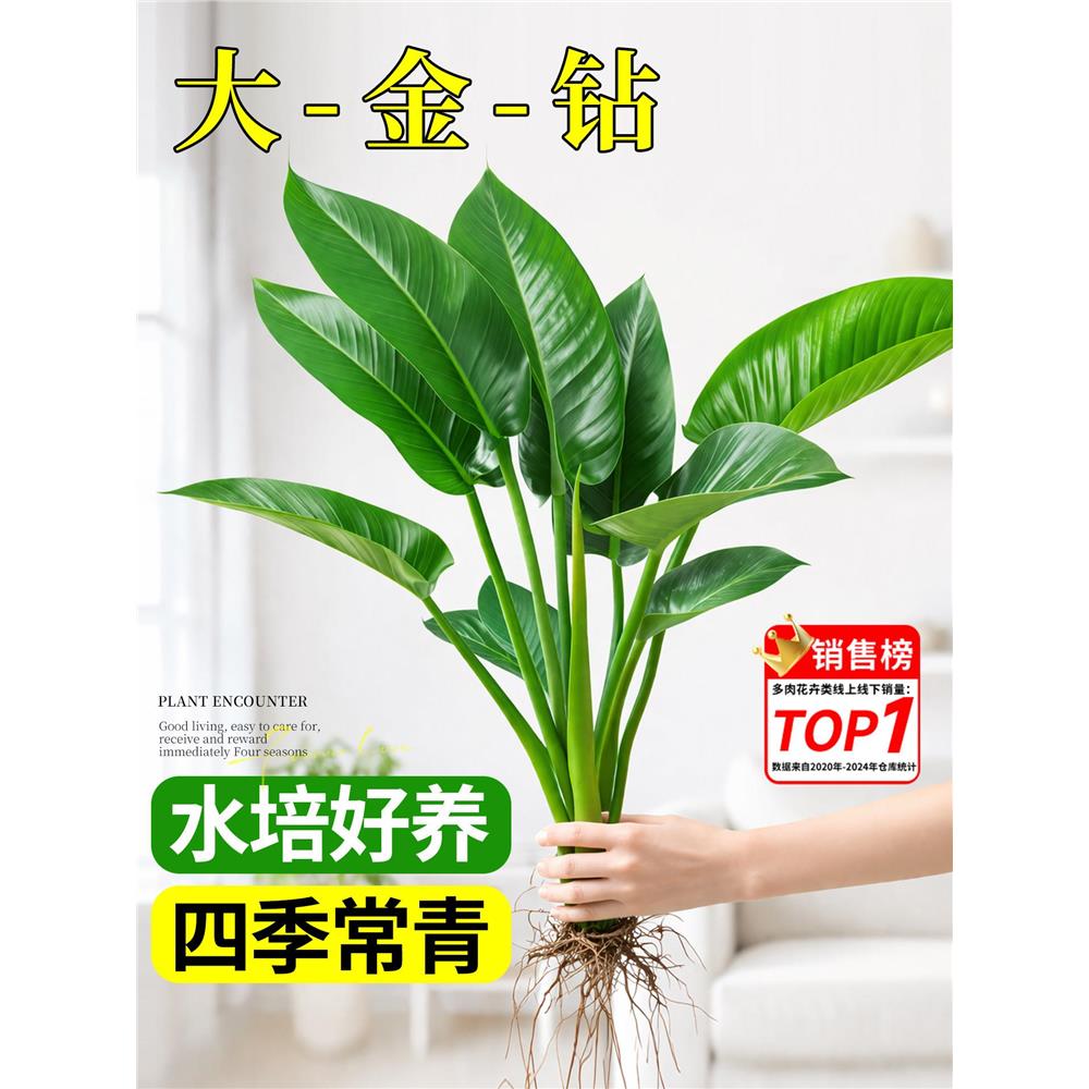 大金钻盆栽水培植物绿公图片
