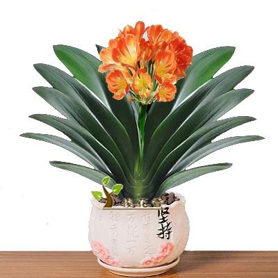 君子兰盆栽带花苞四季好