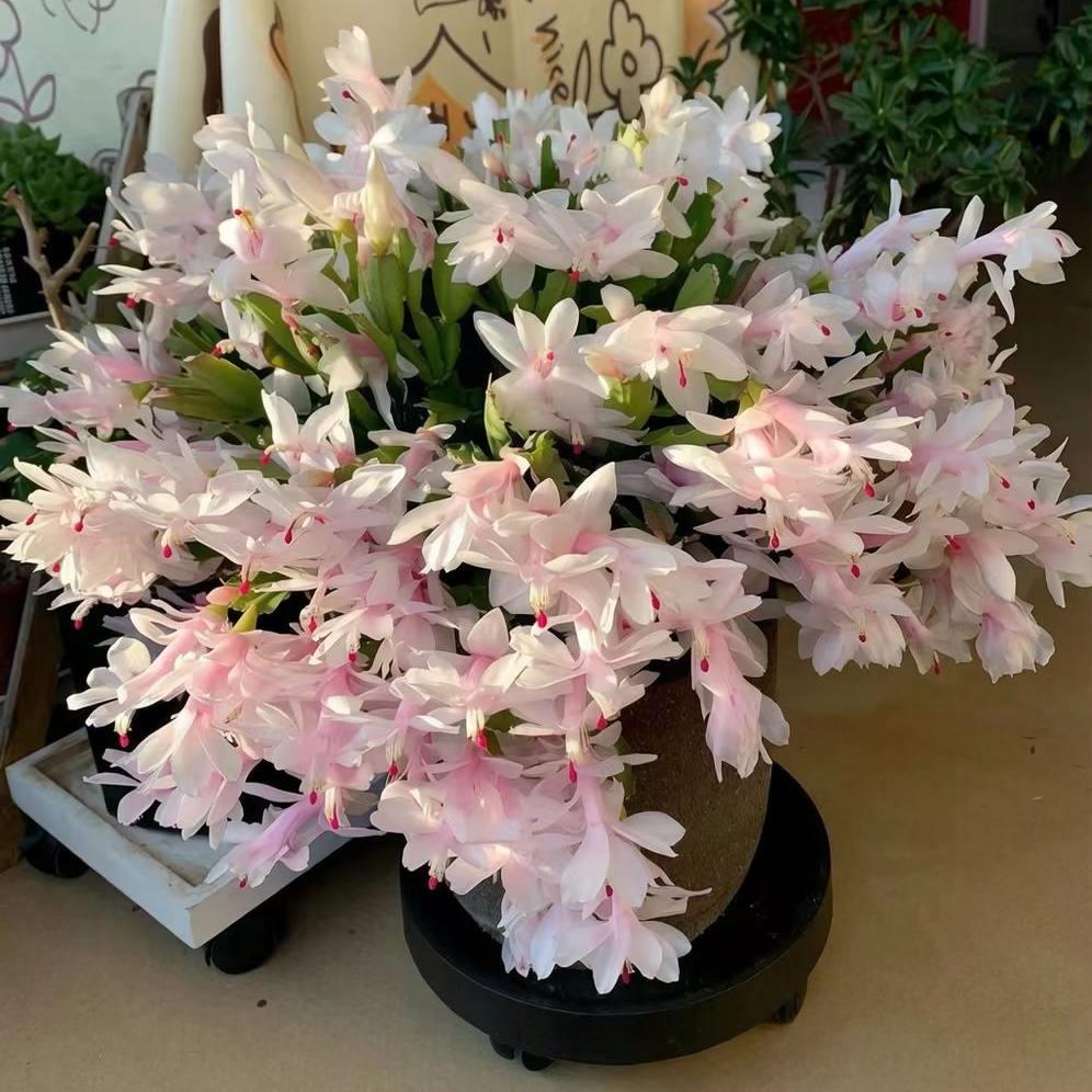 白色蟹爪兰花卉盆栽新手