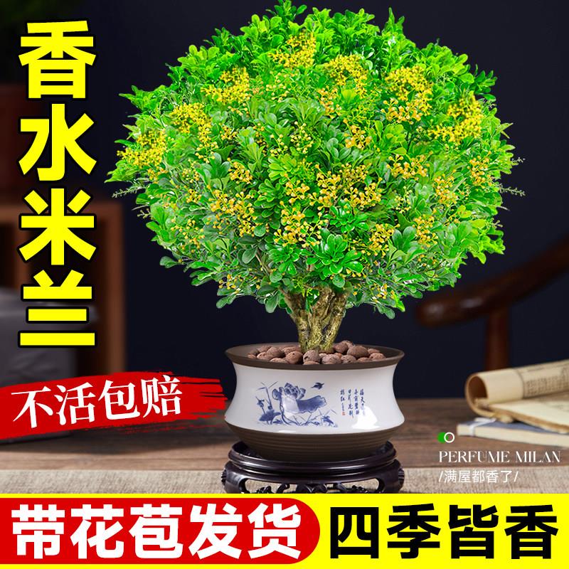 香水米兰盆栽小苗带花苞