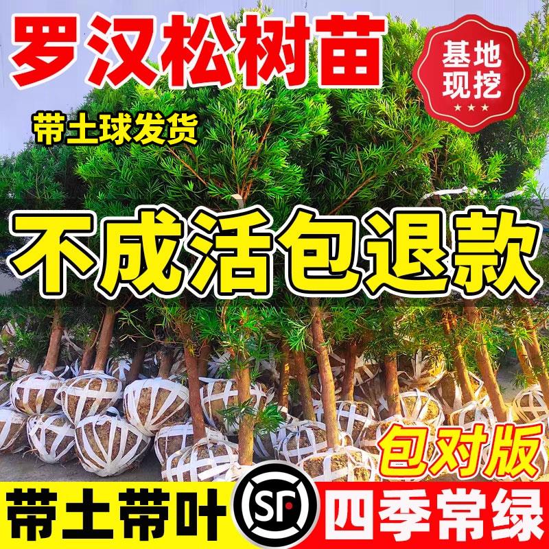 罗汉松树苗盆景小叶雀舌图片