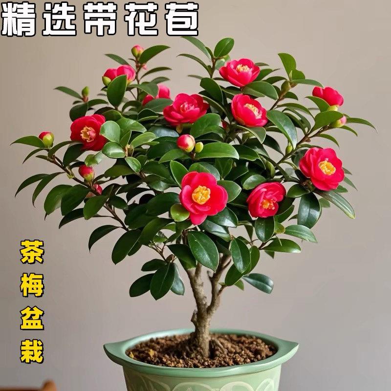 茶梅盆栽茶花树苗庭院阳
