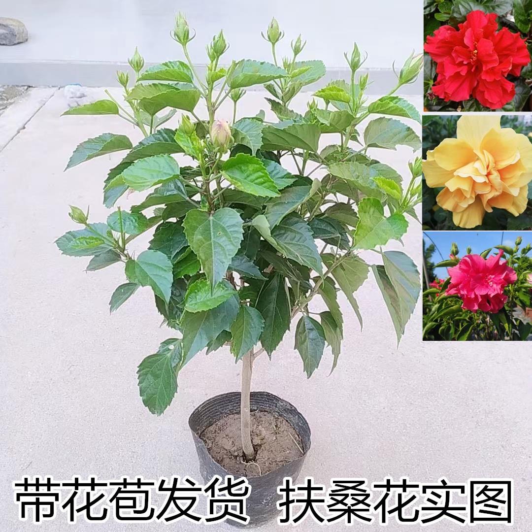 大花重瓣扶桑花苗带花苞