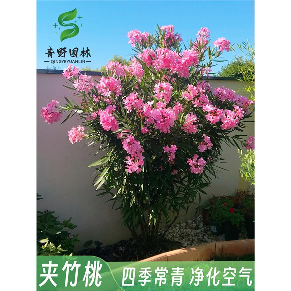 柳叶桃树庭院花卉夹竹桃