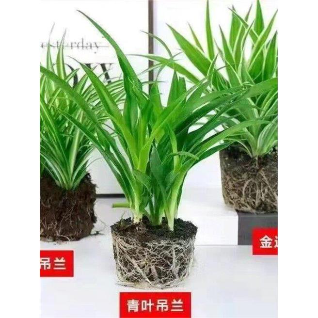 金边金心青叶吊兰四季花