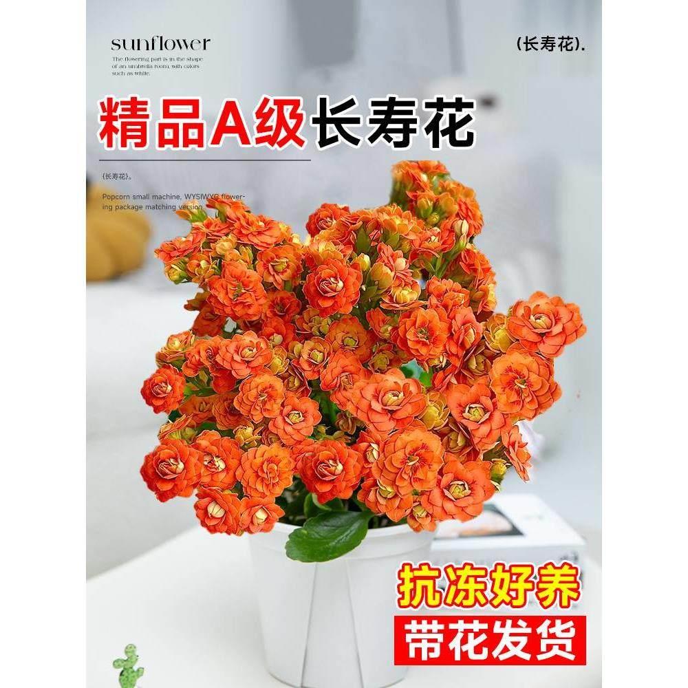 长寿花盆栽重瓣金狐狸大