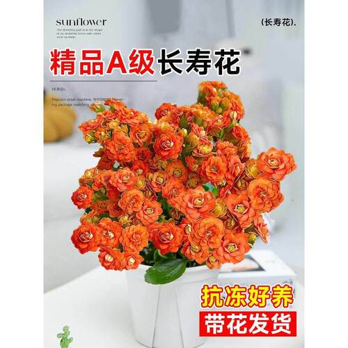 长寿花盆栽重瓣金狐狸大
