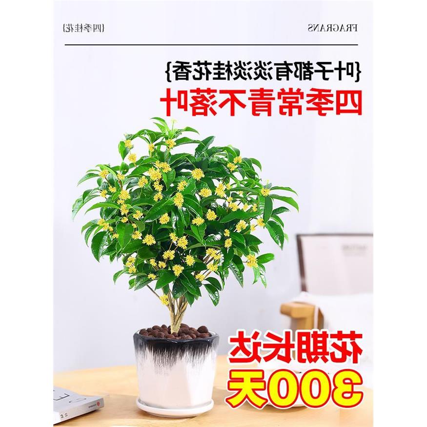 桂花树盆栽树苗四季桂黄