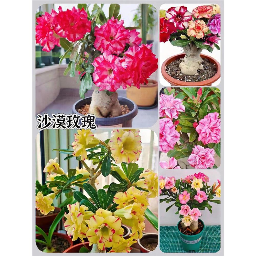 沙漠玫瑰盆栽重瓣天宝花