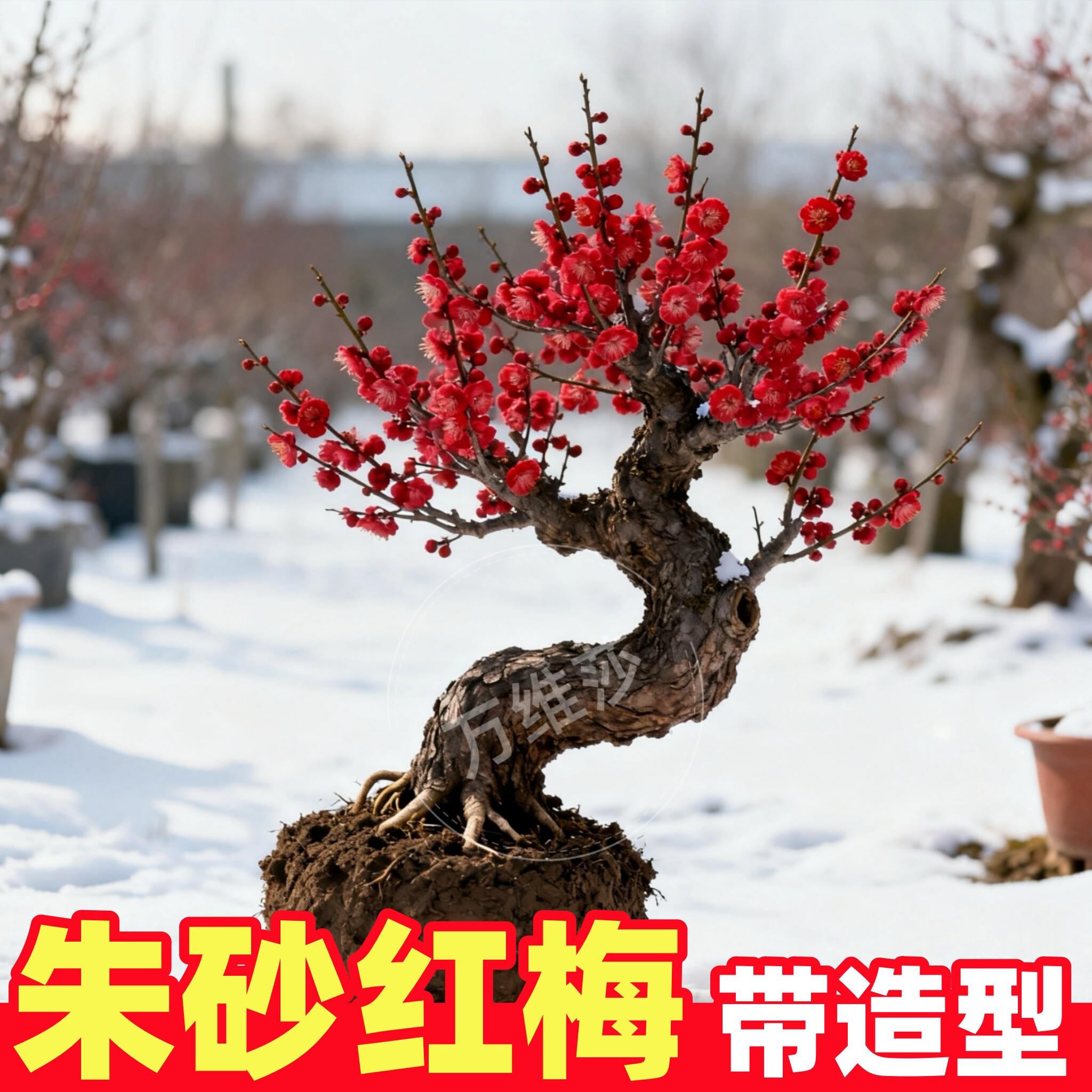 梅花盆栽红梅朱砂景造型
