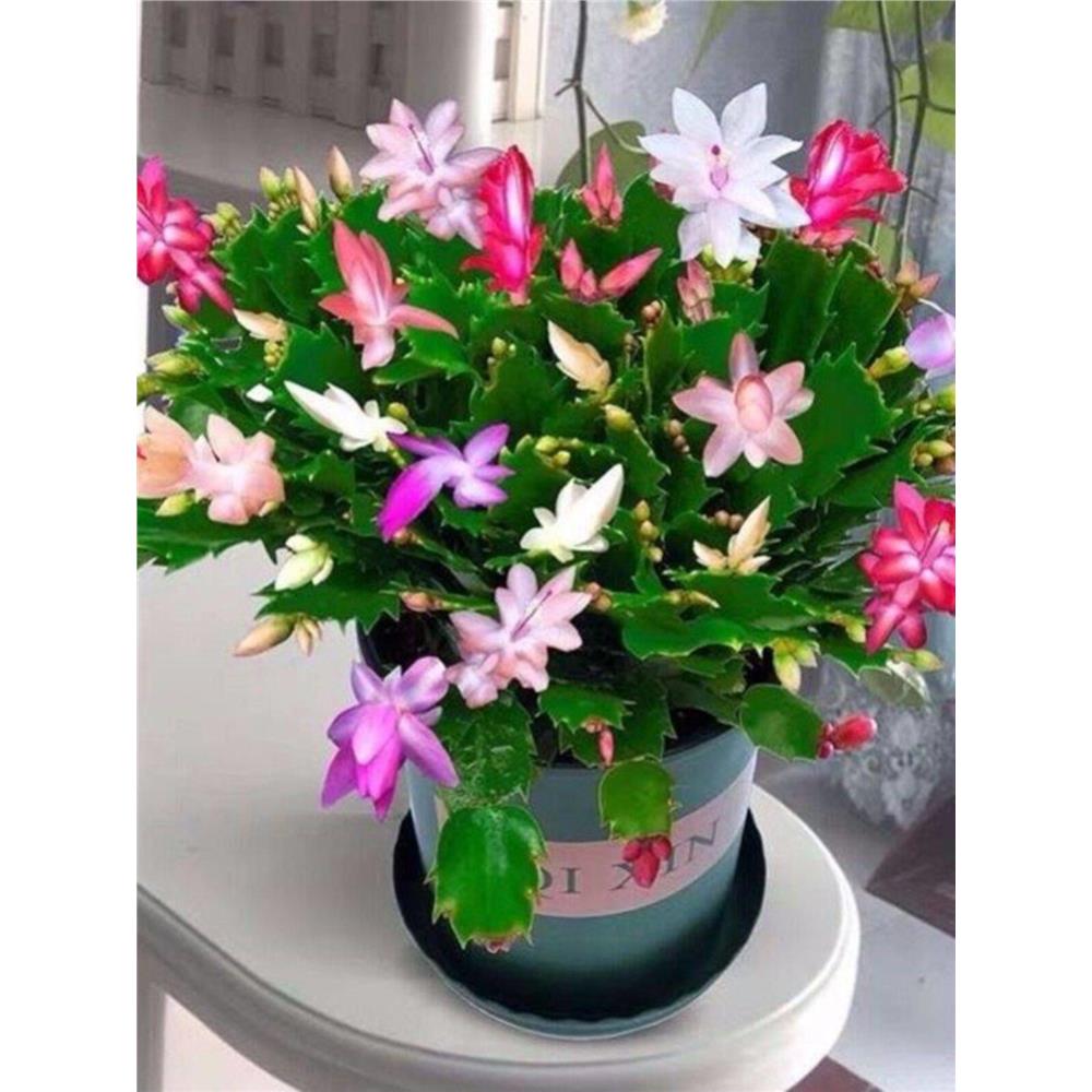 蟹爪兰盆栽多色室内花卉