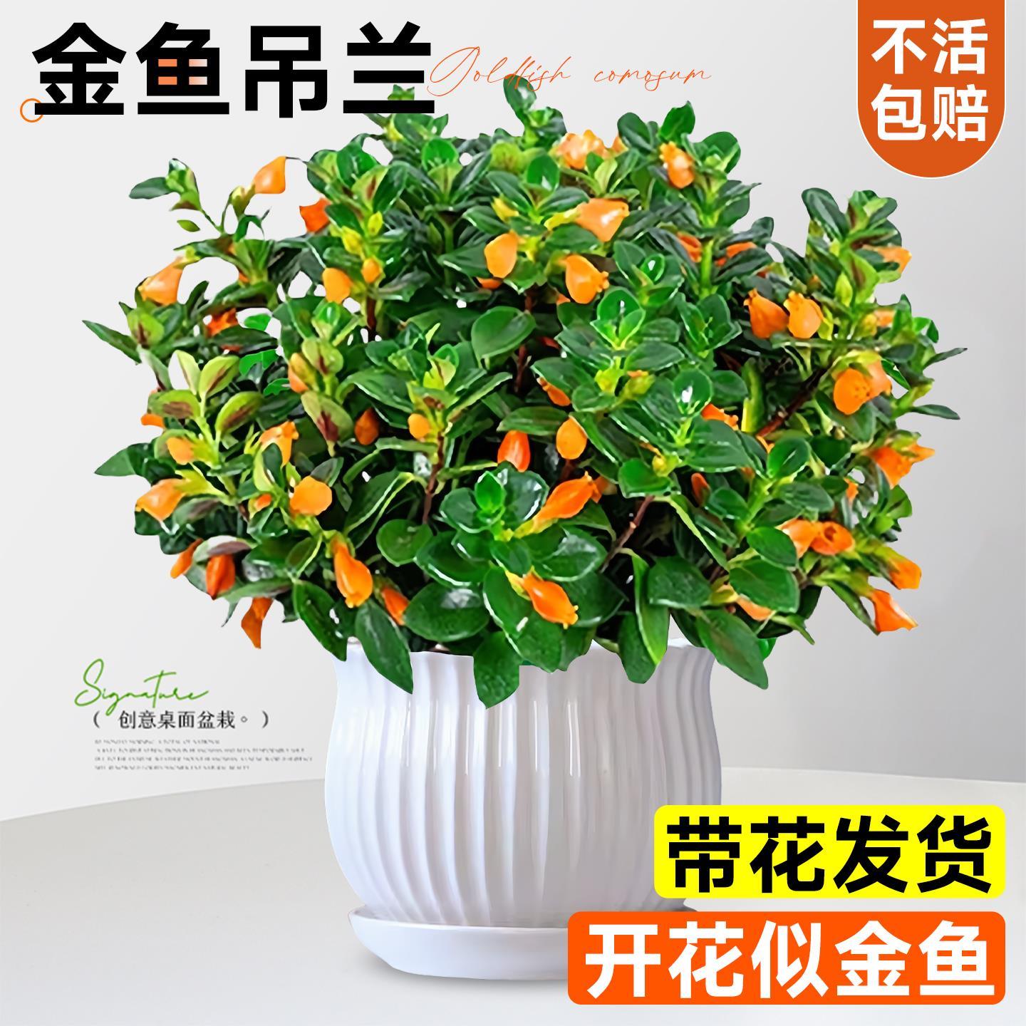新品金鱼吊兰盆栽带花苞