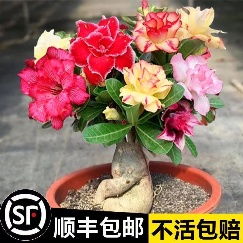 沙漠玫瑰盆栽老桩四季开