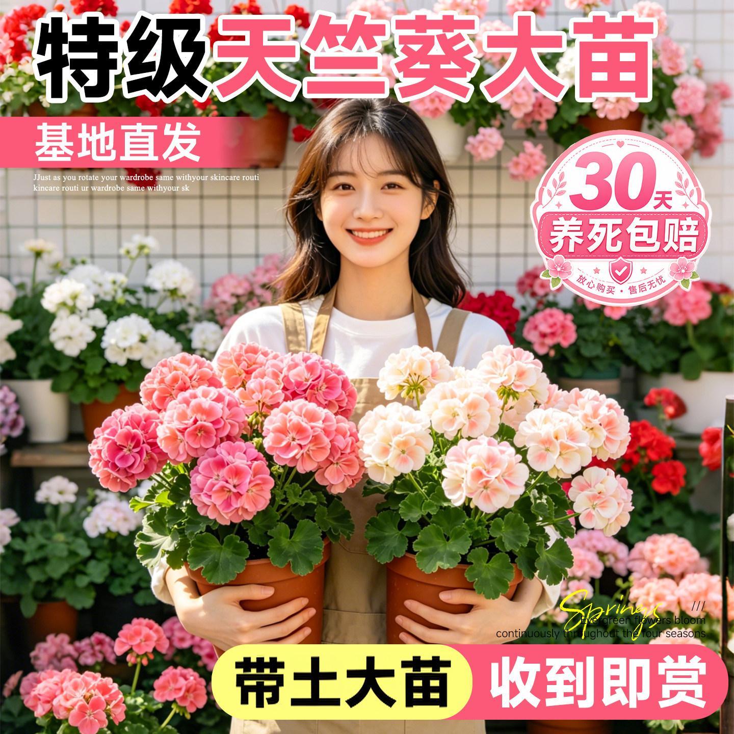 天竺葵带花苞发货盆栽花
