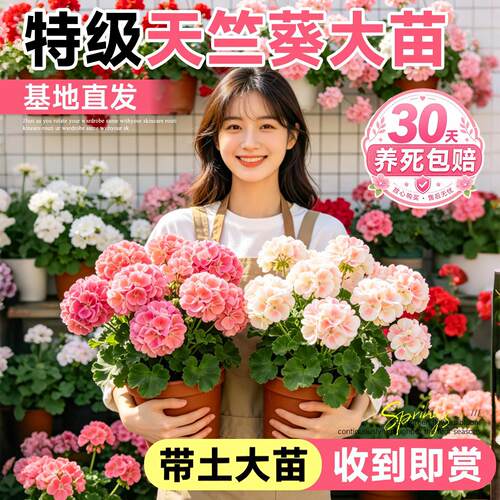 天竺葵带花苞发货盆栽花