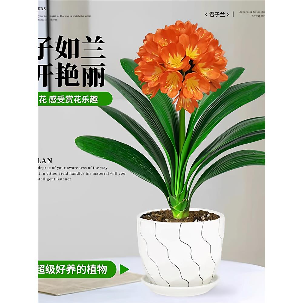 名贵君子兰盆栽带花苞四