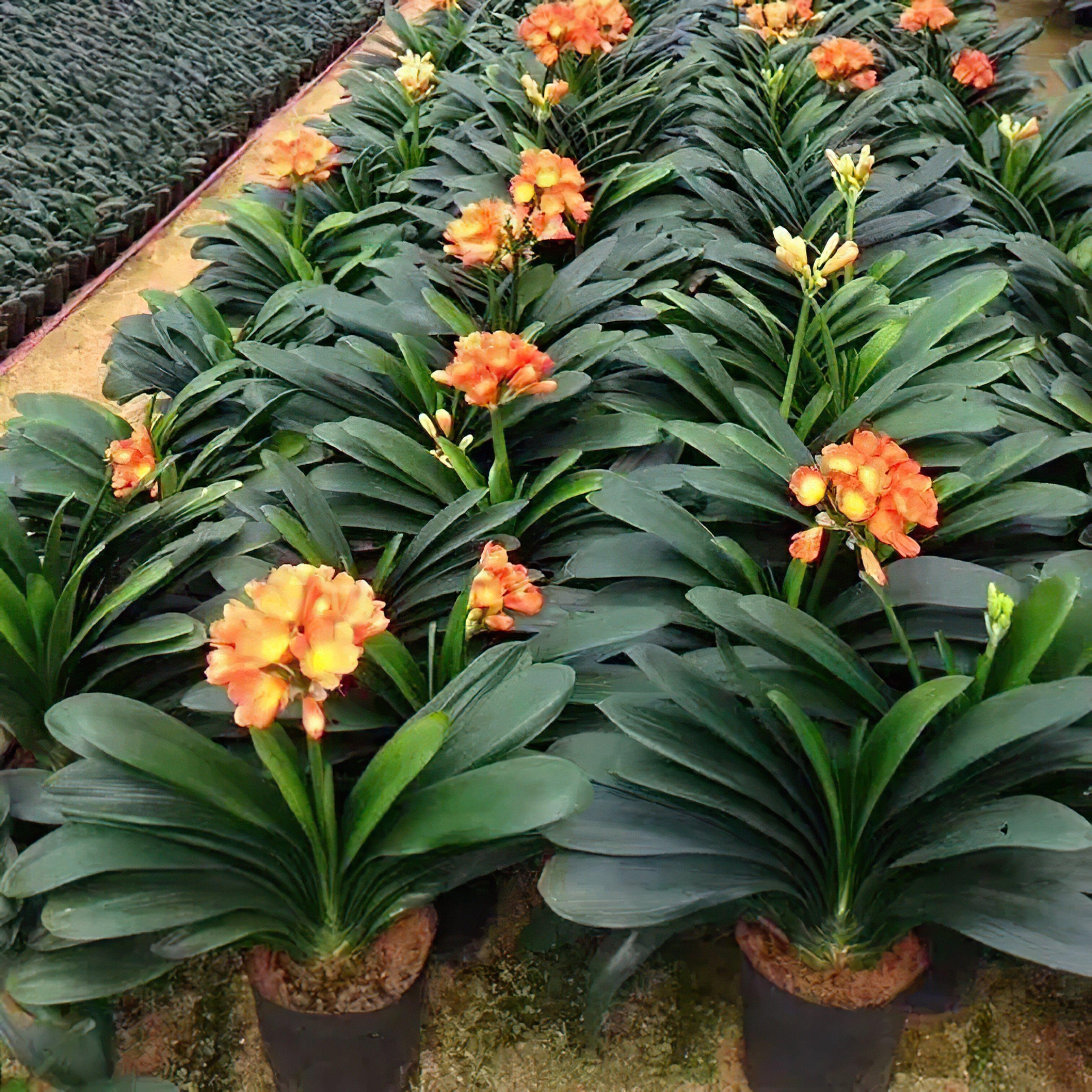 四季开花君子兰盆栽带花