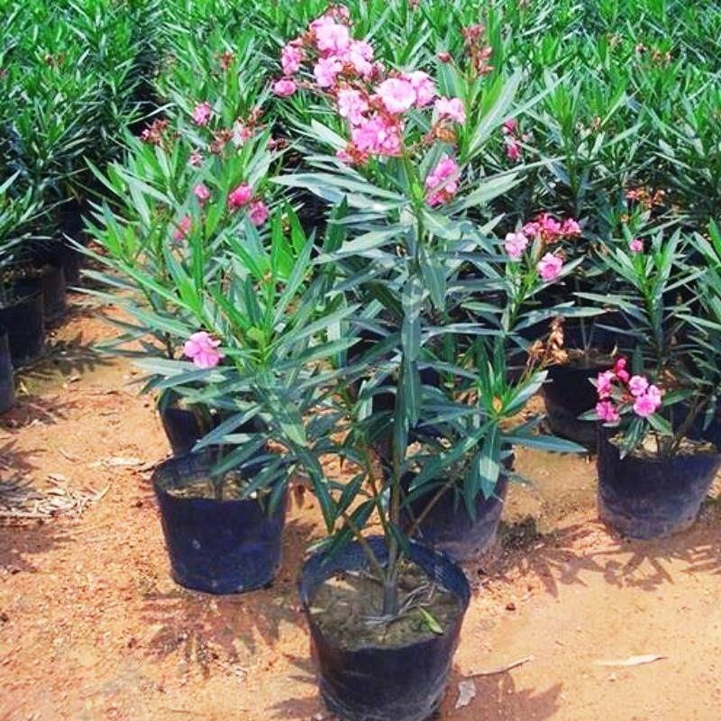 柳叶桃树苗南北方种植庭