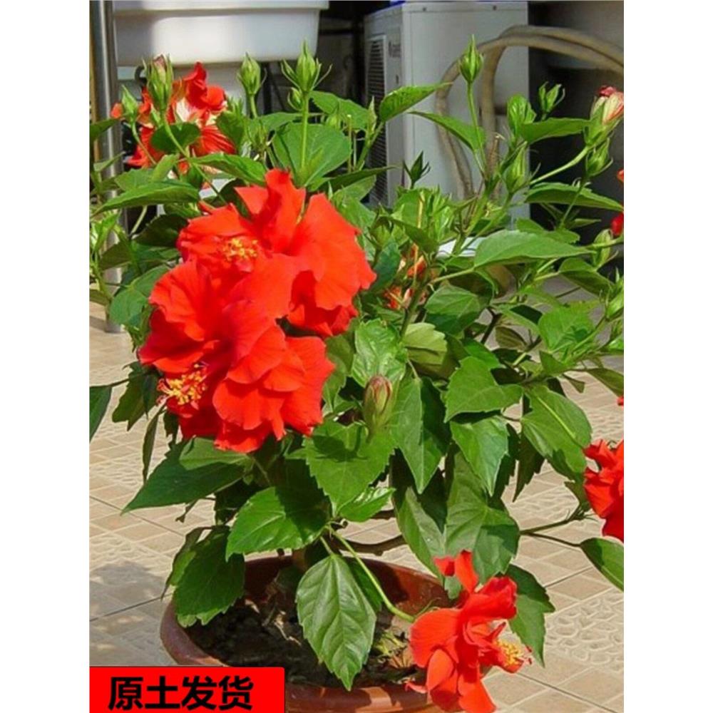 牡丹芙蓉花盆栽花卉四季
