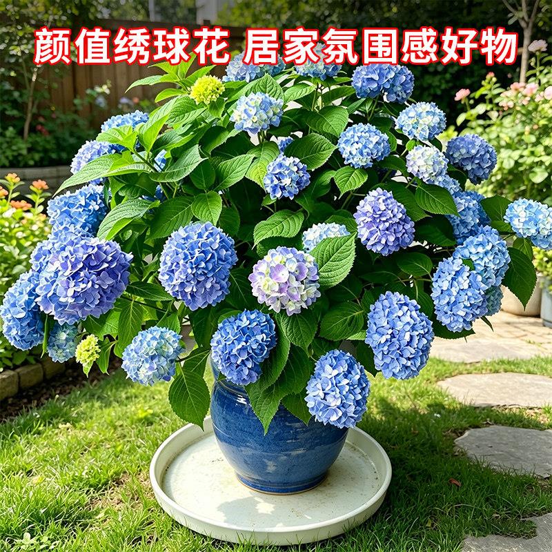绣球花大苗耐寒易活无尽