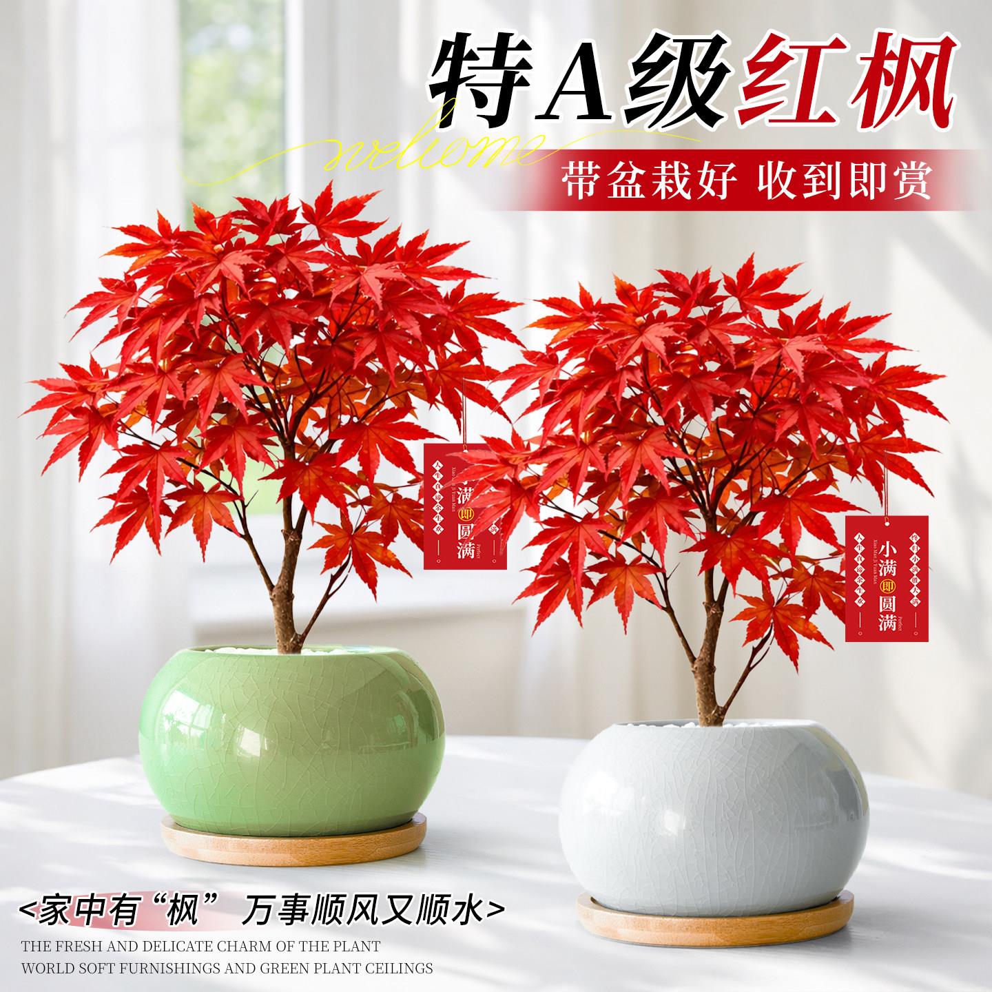 红枫树苗四季红盆栽日本