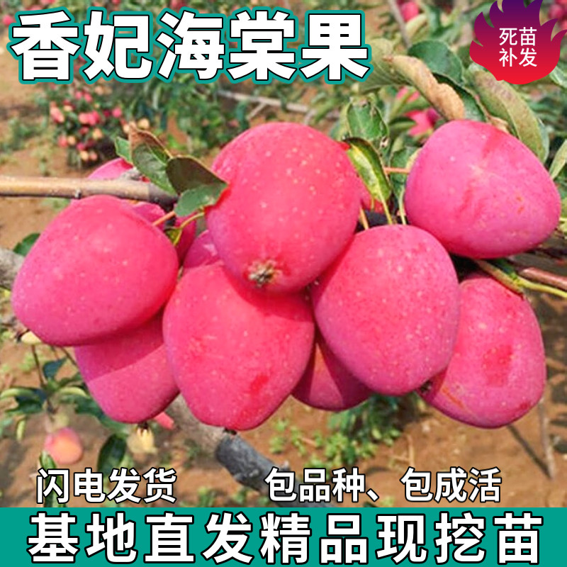 香妃海棠果树苗南北方庭院地栽盆栽种植矮化嫁接小苹果苗当年结果