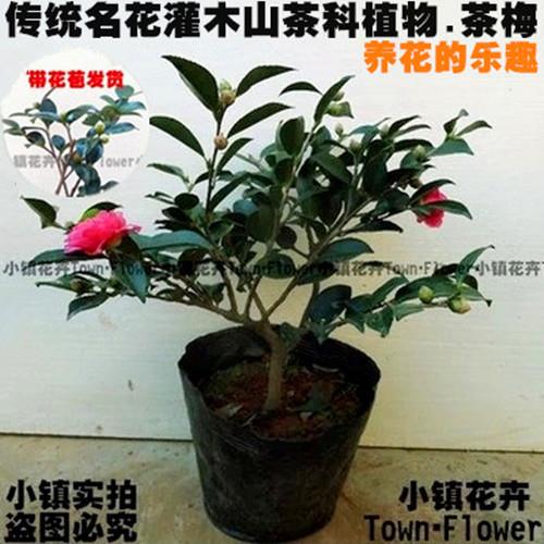 茶梅树花苗朝仓球庭院