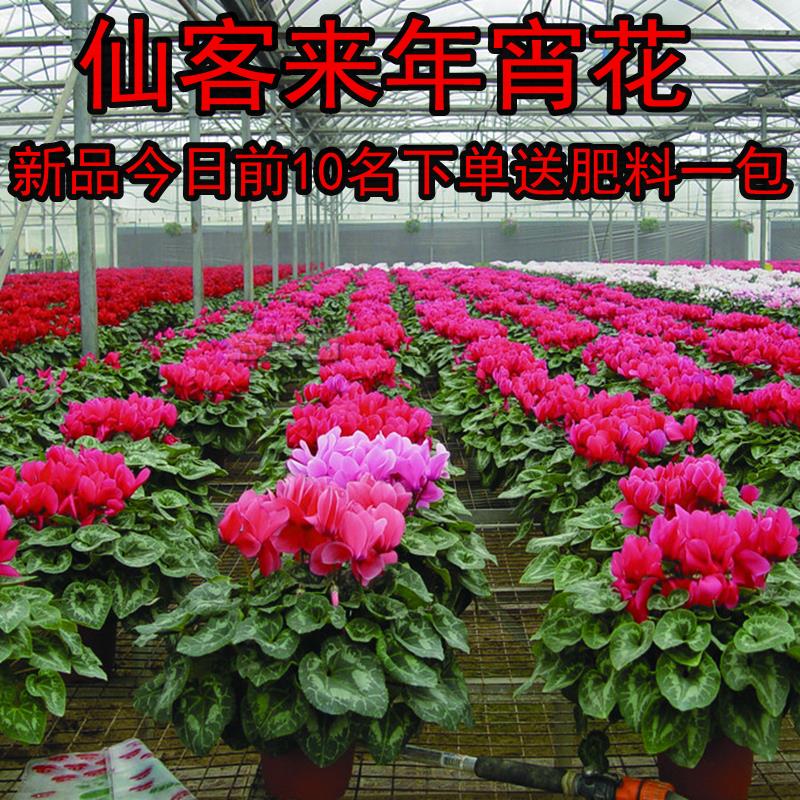 仙客来花卉盆栽包邮室内