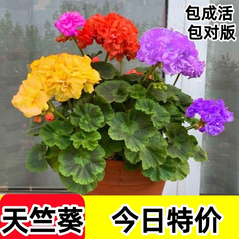 新品吸色重瓣天竺葵盆栽