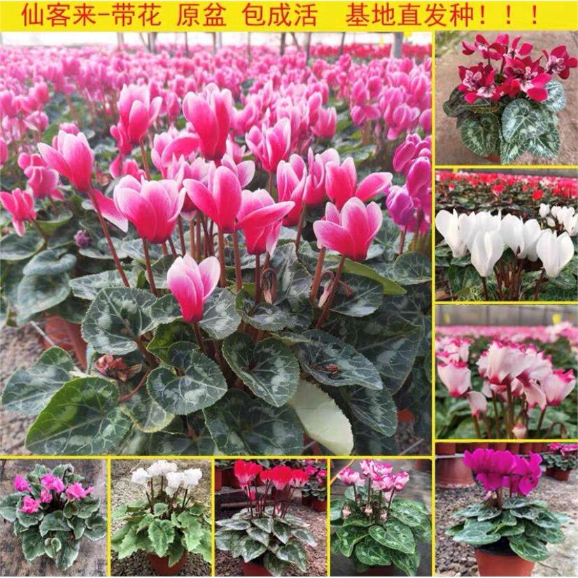 仙客来盆栽带花发货重瓣