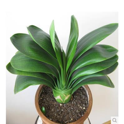 花卉盆栽精品君子兰大苗