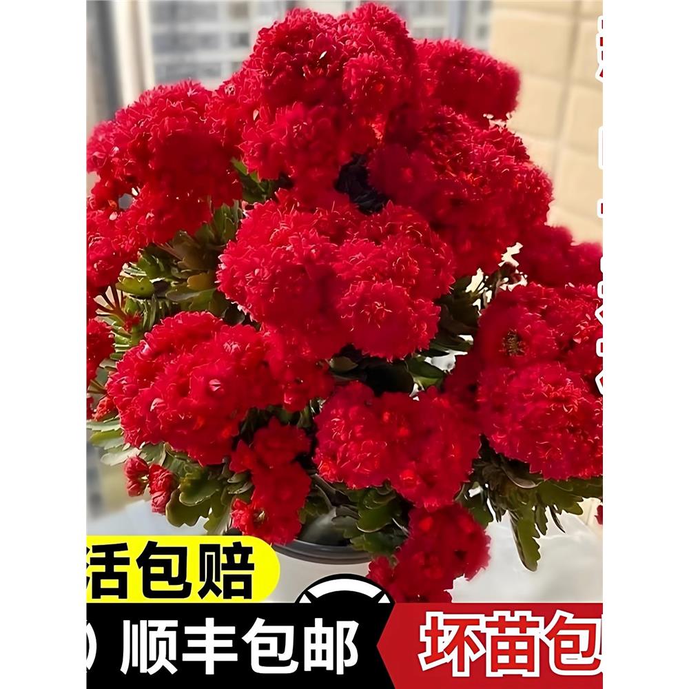 新品长寿花盆栽带花苞重