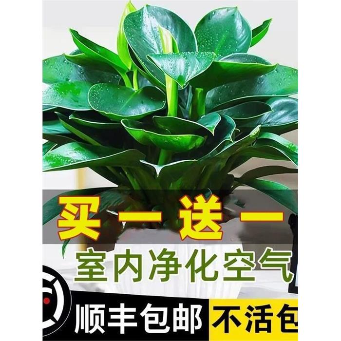 金钻绿公主盆栽带花苞绿图片