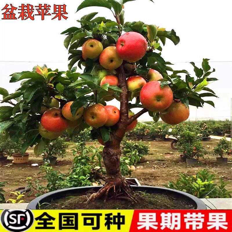 矮化苹果盆栽当年结果红富士室内外南北方种植特大阳台盆景树桩苗
