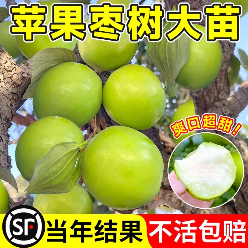 枣树活苗大枣超甜带土球特大号北方南方耐寒嫁接冰糖苹果牛奶果树