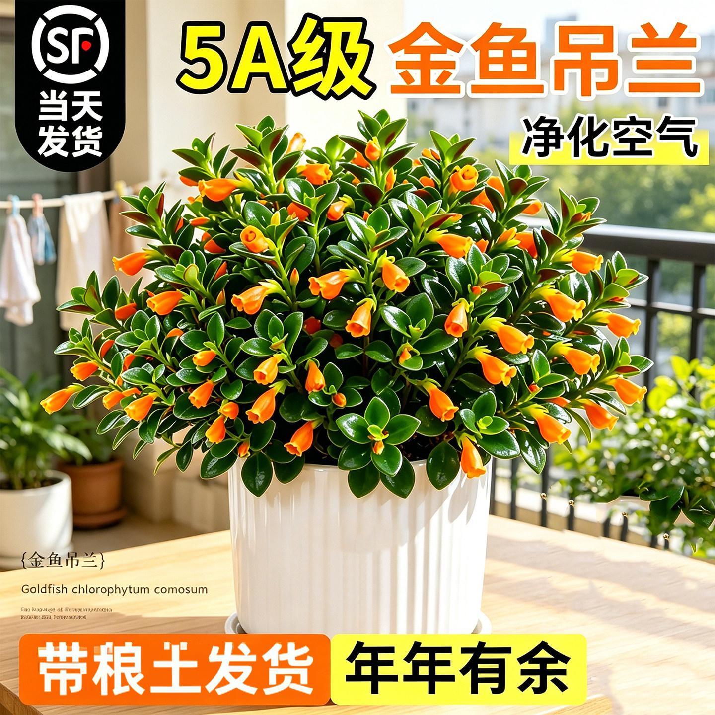新品金鱼吊兰盆栽带花苞