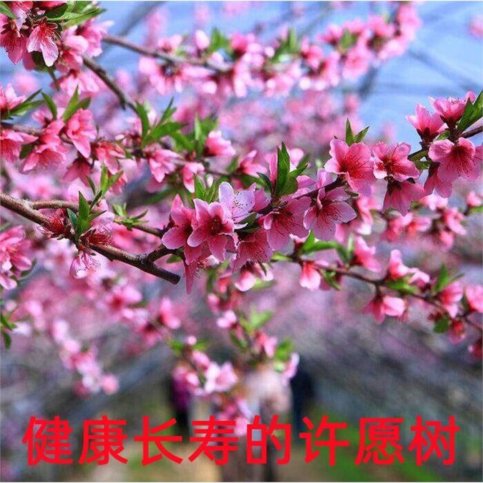 庭院观赏粉色桃花树活苗