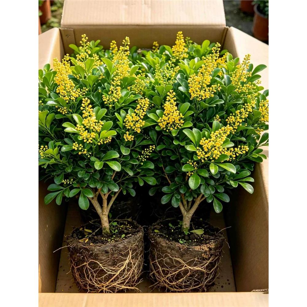 香水米兰花盆栽带花苞室图片