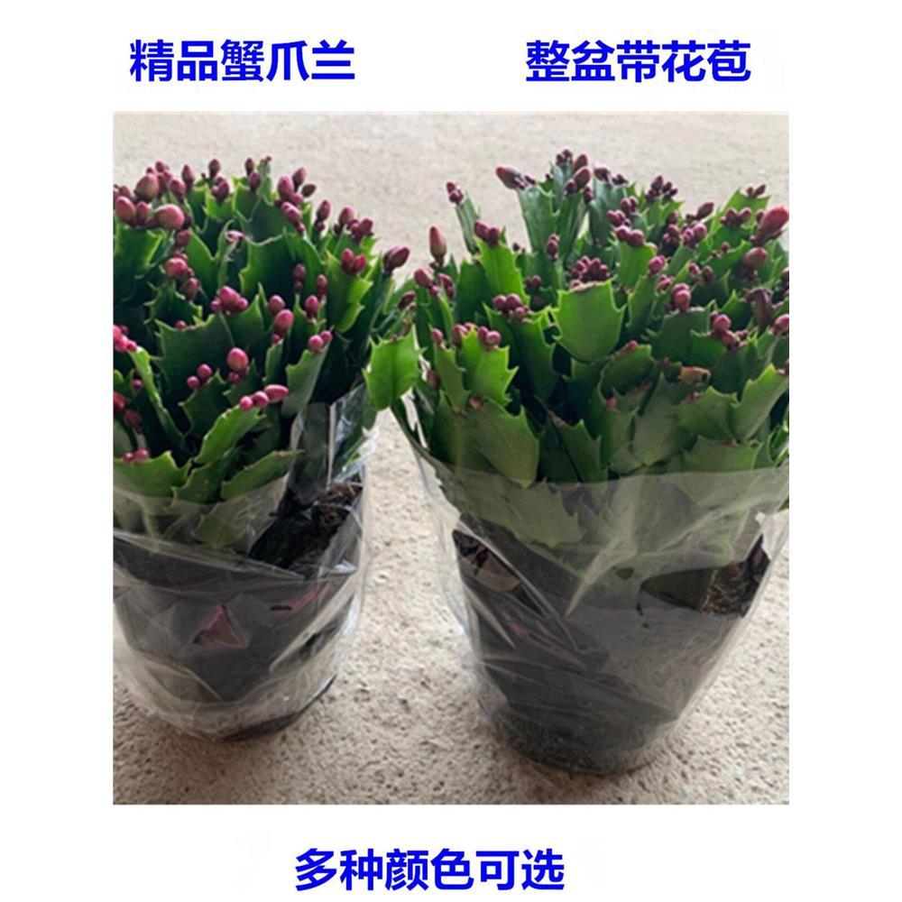 蟹爪兰大苗带根包邮发货