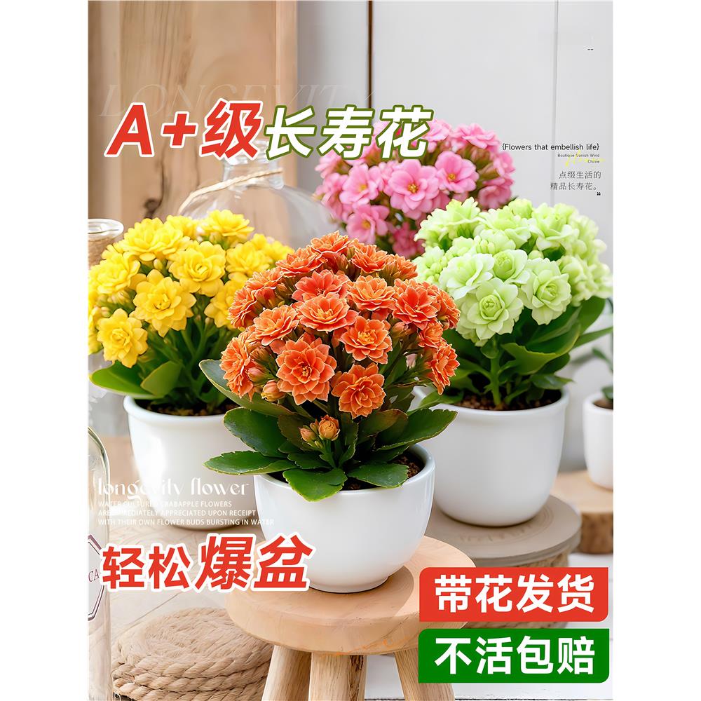 长寿花盆栽重瓣大花带花