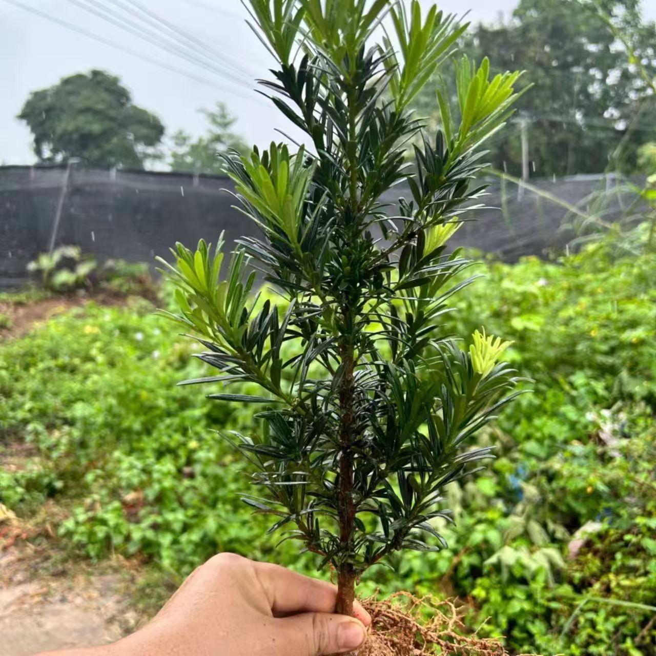 正宗大叶罗汉松树苗盆栽