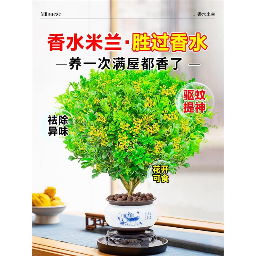 四季米兰花盆栽大花苗香