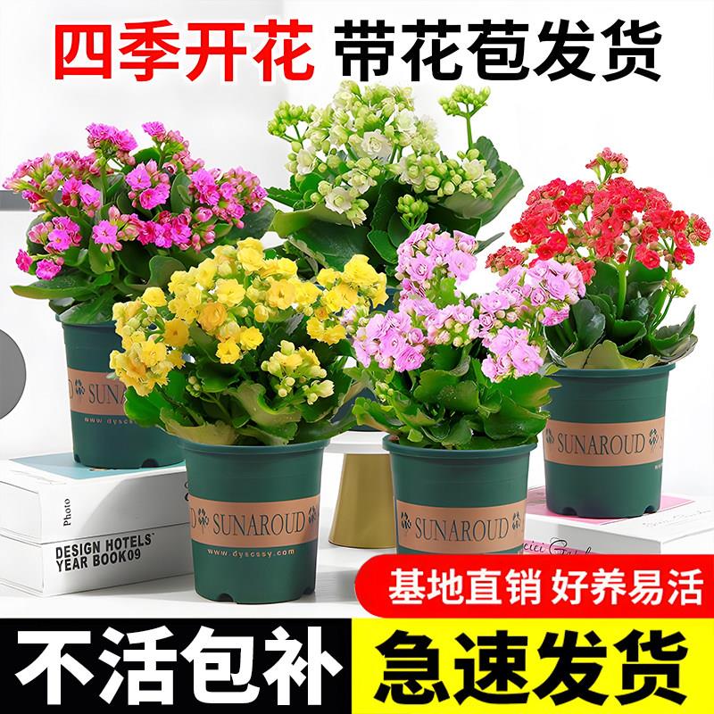 长寿花盆栽重瓣金狐狸大